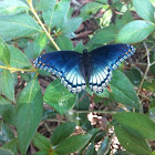 White Admiral or Red-spotted Purple