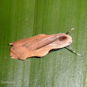 Footman Moth