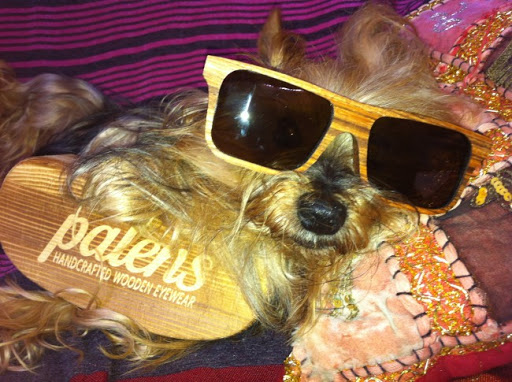 nicos's dog with palens wood sunglasses