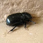 Scarab Beetle
