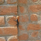 Lizard
