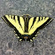 Tiger swallowtail