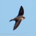 Crag Martin; Avión Roquero