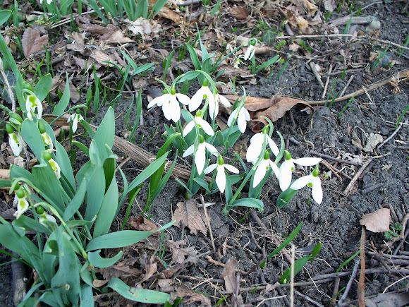 Spotting Image 1