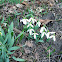 Snowdrop