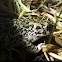 Green toads (rospo smeraldino)