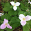 Trillium