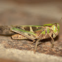 Locust