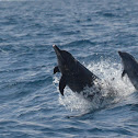Delfin manchado