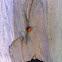 Ladybug Larva