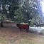 Highland cow(bull)