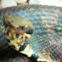 Western Cottonmouth