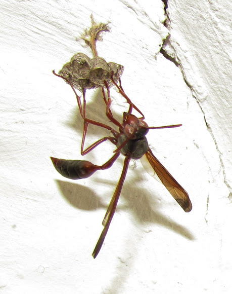 Spotting Image 1