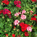 Geraniums