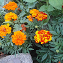 French Marigold