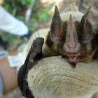Bat