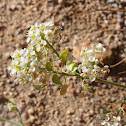 Peppergrass bush
