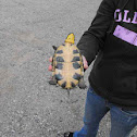 Spotted Turtle