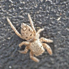 Jumping spider