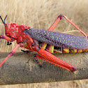Common Milkweed Locust