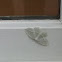 Moth