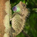 Bell's Anglehead Lizard
