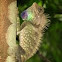 Bell's Anglehead Lizard