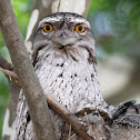 Tawny Frogmouth