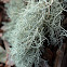 Old Man's Beard