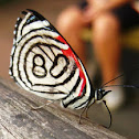 Mariposa Diaethria candrena 80
