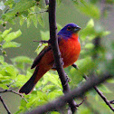 Painted Bunting