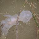 Hooded Nudibranch