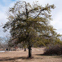 Jack Pine