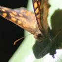 Speckled Wood