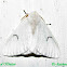 Lymantridae