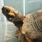 Yellow-footed tortoise