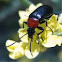 Insect