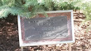 Ray Goldbach Memorial Spruce