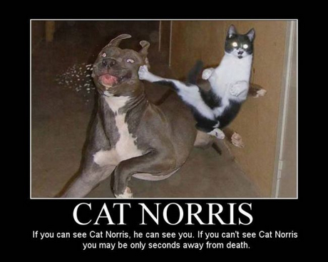 CAT NORRIS If you can see Cat Norris, he can see you. If you can t see Cat Norris you may be only seconds away from death.