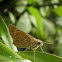 brown awl