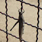 Egyptian Locust