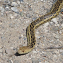 Gopher Snake
