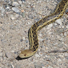 Gopher Snake
