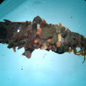 Northern Case-Maker Caddisfly