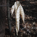 American Beech