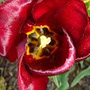 Tulip