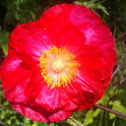 Poppy