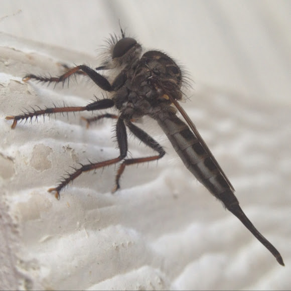 Spotting Image 1