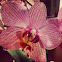 Orchid