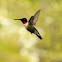 Ruby Throated Hummingbird